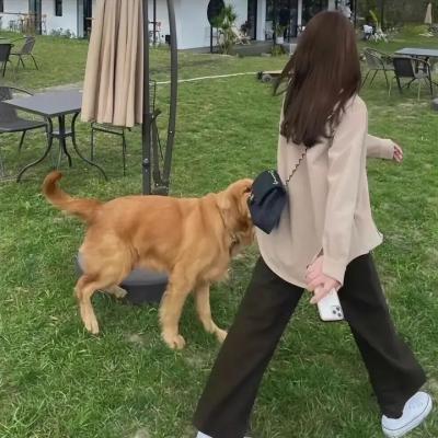 薇塔与弗吉尼亚